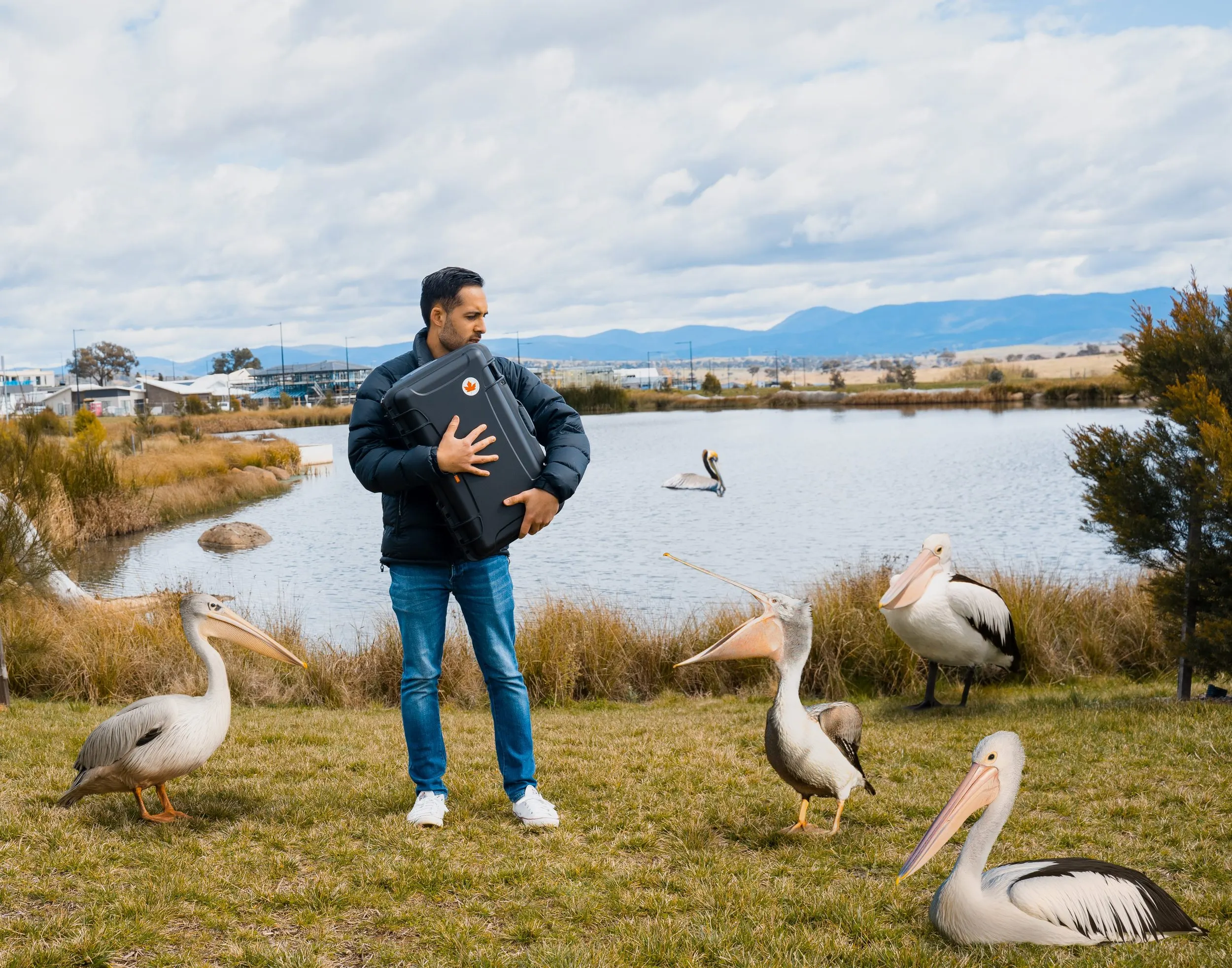 man standing with pelicans near him